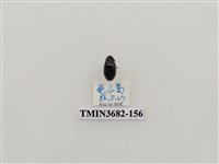 藏品(鞘翅目(2))的圖片